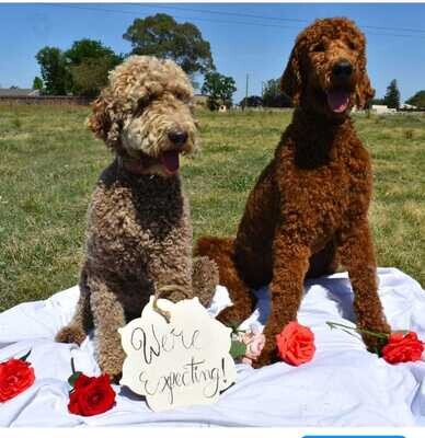 Our Poodles