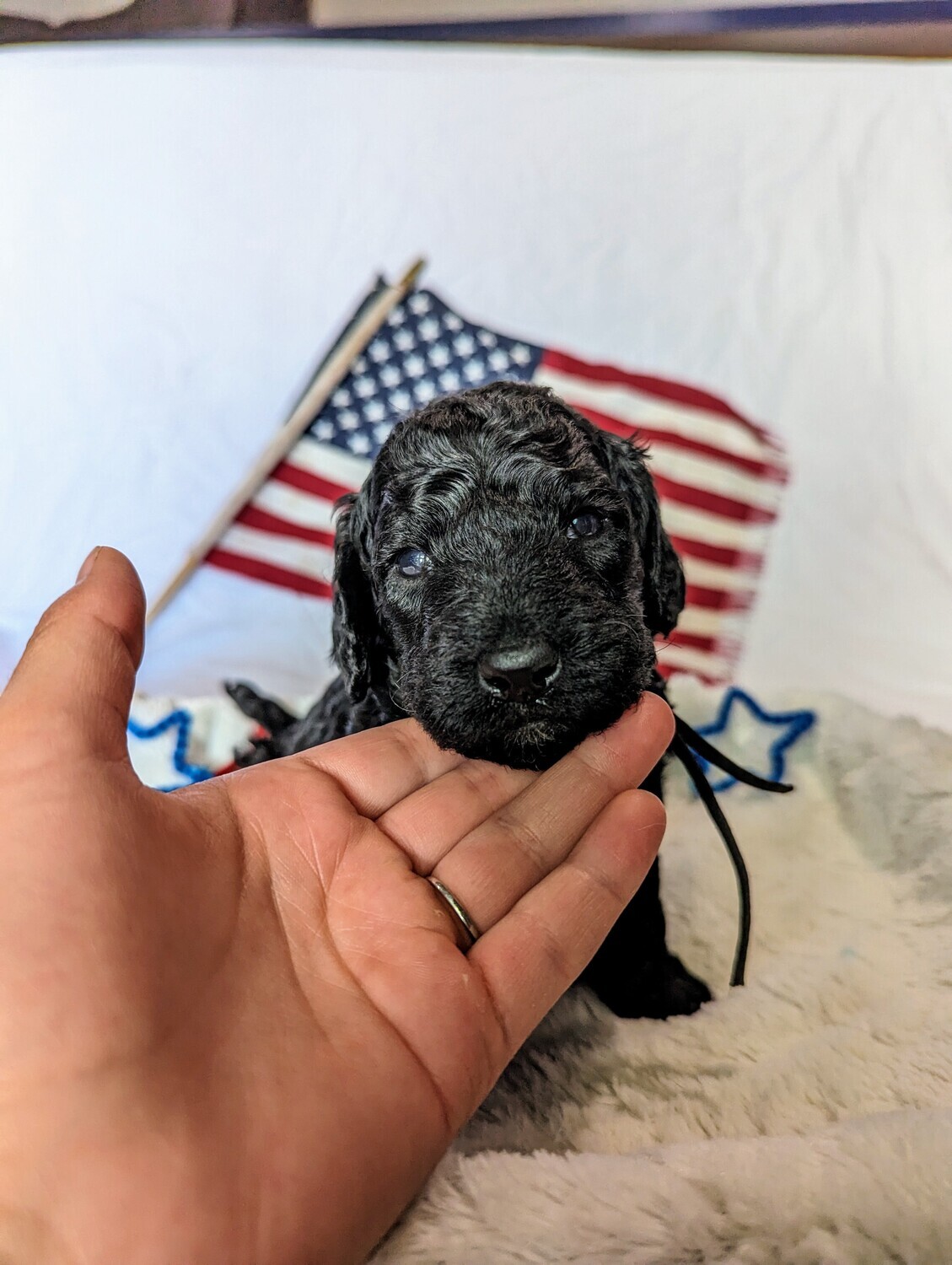 Poodle with Breeding Rights Poodle with Breeding Rights