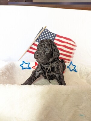 Poodle with Breeding Rights