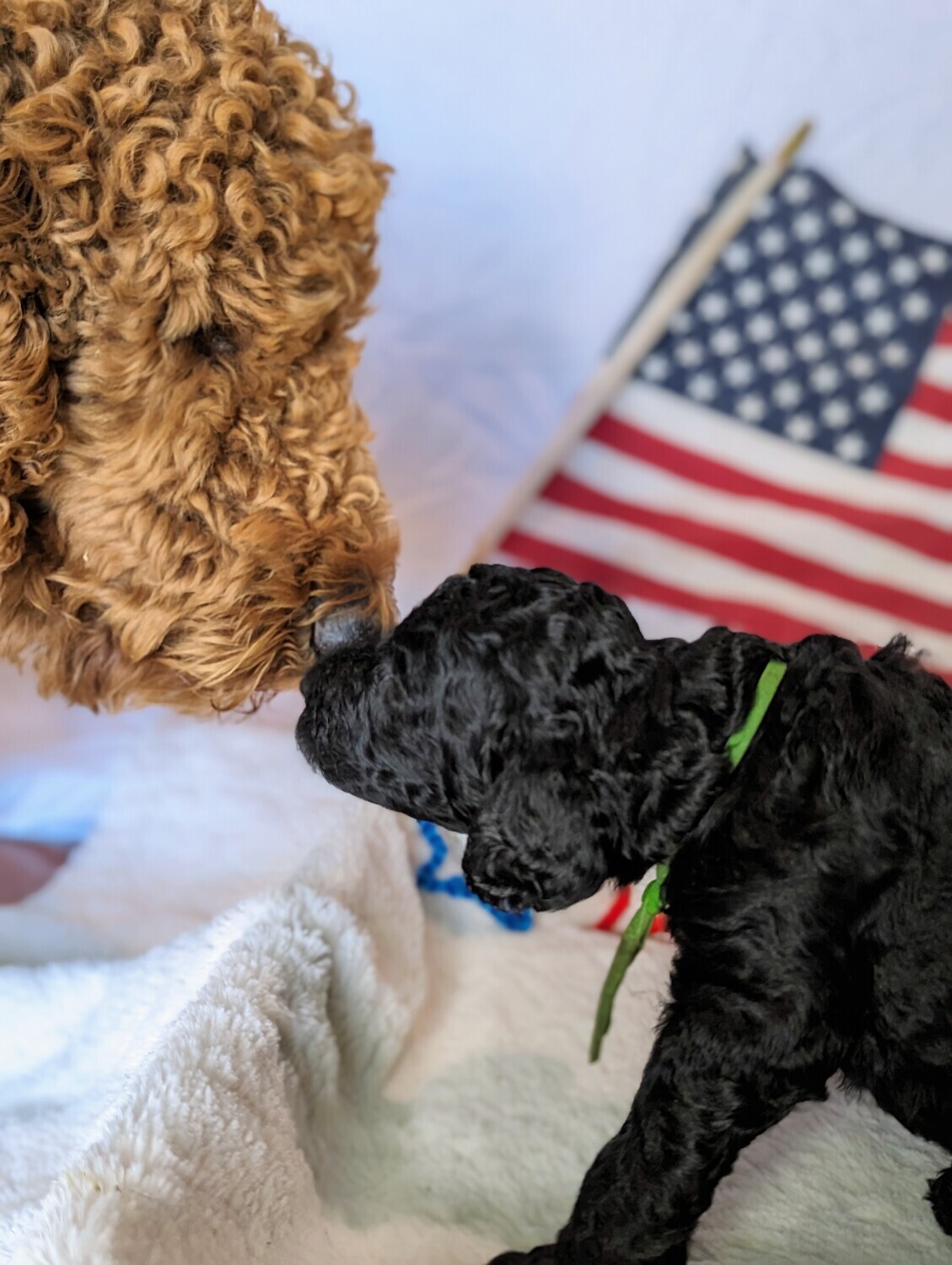 Poodle Stud Poodle Stud