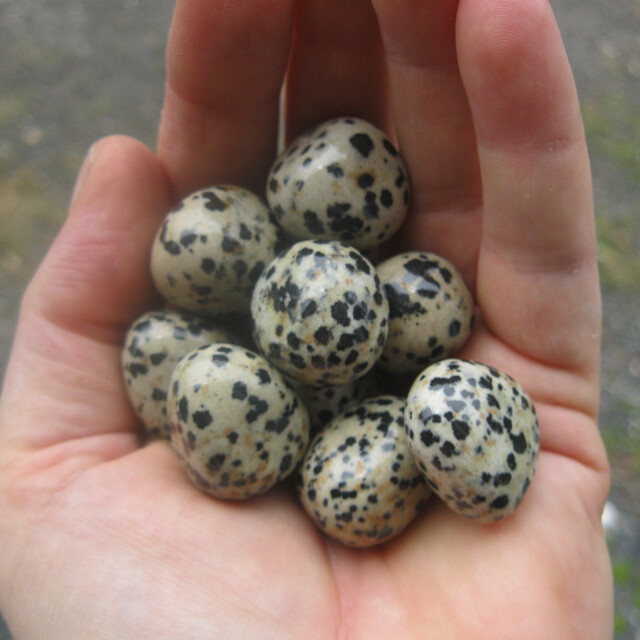 Jasper - Dalmatian (ea)