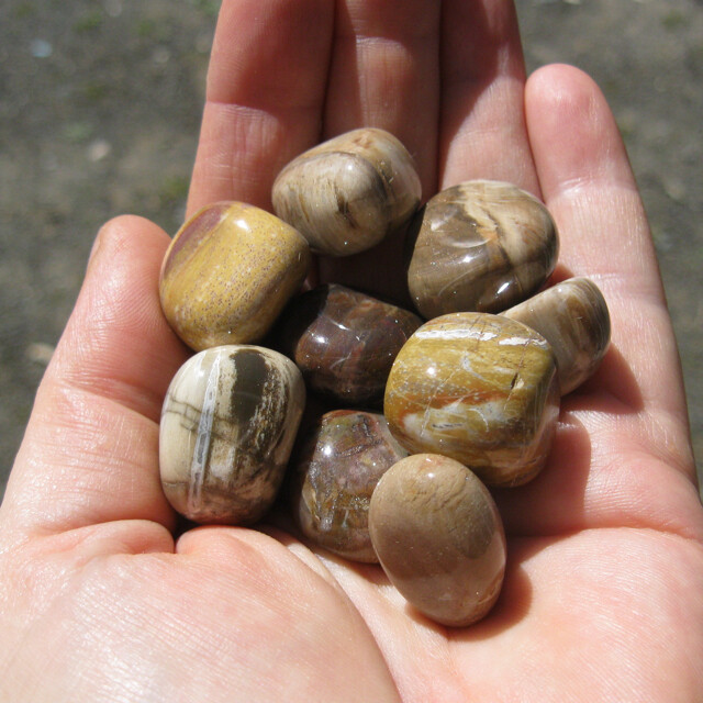 Petrified Wood (ea)