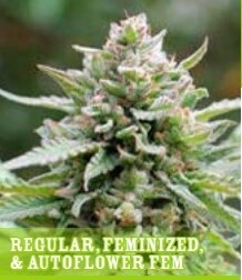 Lemongrass Auto Seeds