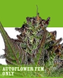 Sour Apple Auto Seeds - Humboldt Seed Company