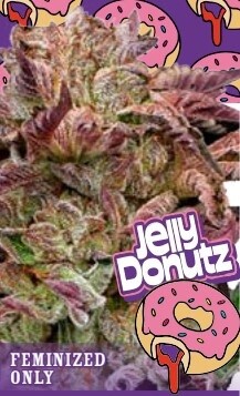 Jelly Donutz Seeds