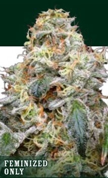 Farmer's Daughter Seeds-Humboldt Seed Co-5 Seeds