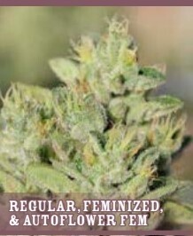 OG Kush Seeds - Humboldt Seed Company