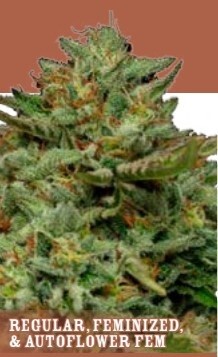 Emerald Fire OG Auto Seeds