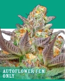 Mint Jelly Auto Seeds