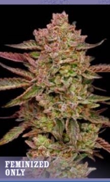 Gazzurple Seeds-Humboldt Seed Co-5 Seeds