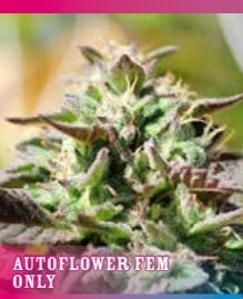 Chunkadelic Auto Seeds