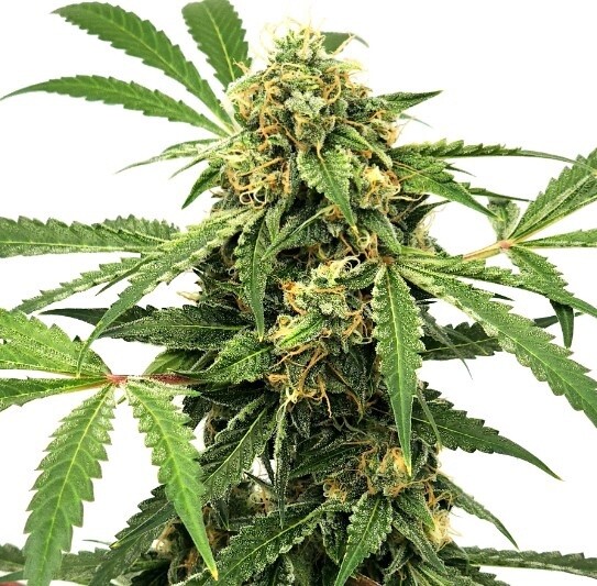 Paranormal Auto Seeds