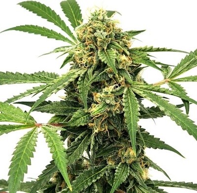 Paranormal Auto Seeds