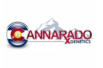 Sundae Driver x Zawtz Seeds-Cannarado-6 Seeds