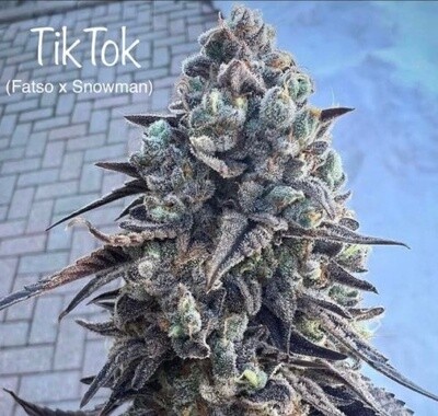 TikTok Seeds-Cannarado-6 Seeds