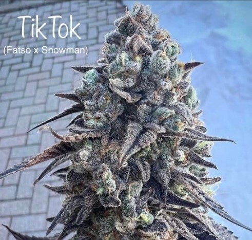 TikTok Seeds-Cannarado-6 Seeds