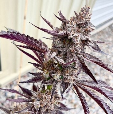 Code Red Seeds-Exotic Genetics-6 Seeds