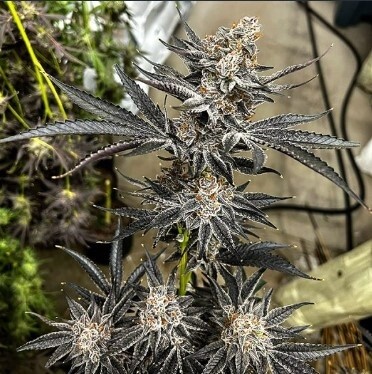 Night Moves Seeds-Exotic Genetics-6 Seeds
