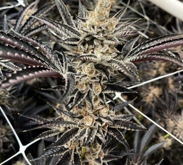 Fritter Glitter Seeds-Exotic Genetics-6 Seeds