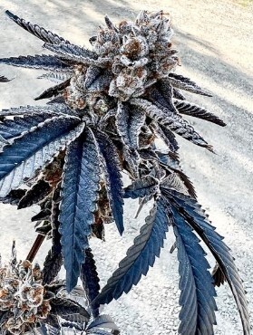 Splitz Seeds-Exotic Genetics-6 Seeds