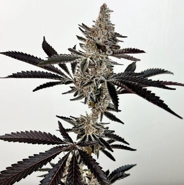 Cosmic 22 Seeds-Exotic Genetics-6 Seeds