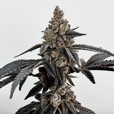 Prime Time Seeds-Exotic Genetics-6 Seeds