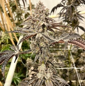 Grand Master Sexy Seeds-Exotic Genetics-6 Seeds