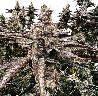 Goldust Seeds-Exotic Genetics-6 Seeds