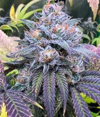 Hella Lit Seeds