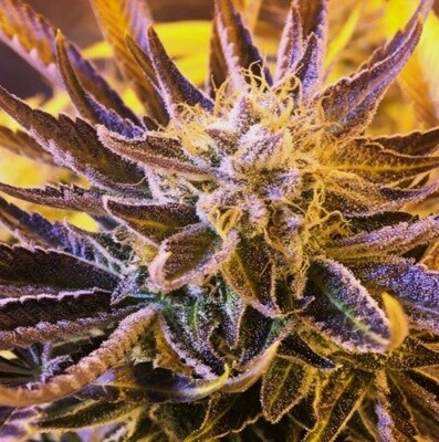 Kush Cream Dream Seeds