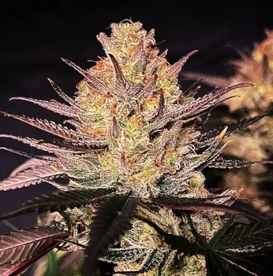Main Squeeze Seeds