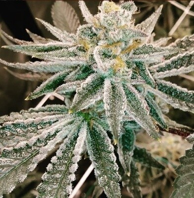 Hell on Wheels Seeds