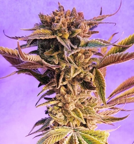 Watermelon Caper Seeds