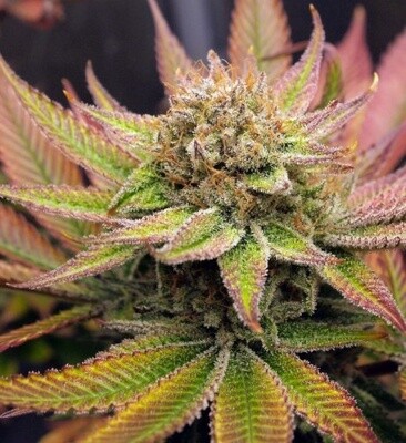 Serious Fire Seeds