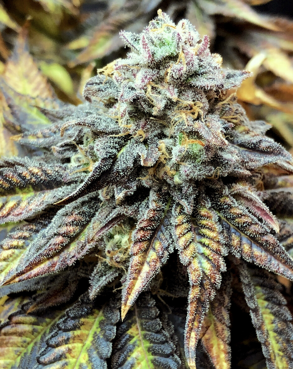 Harlequin CBD Seeds