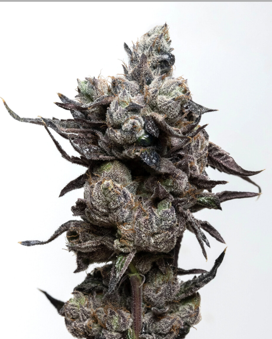Runtz Seeds - Elev8