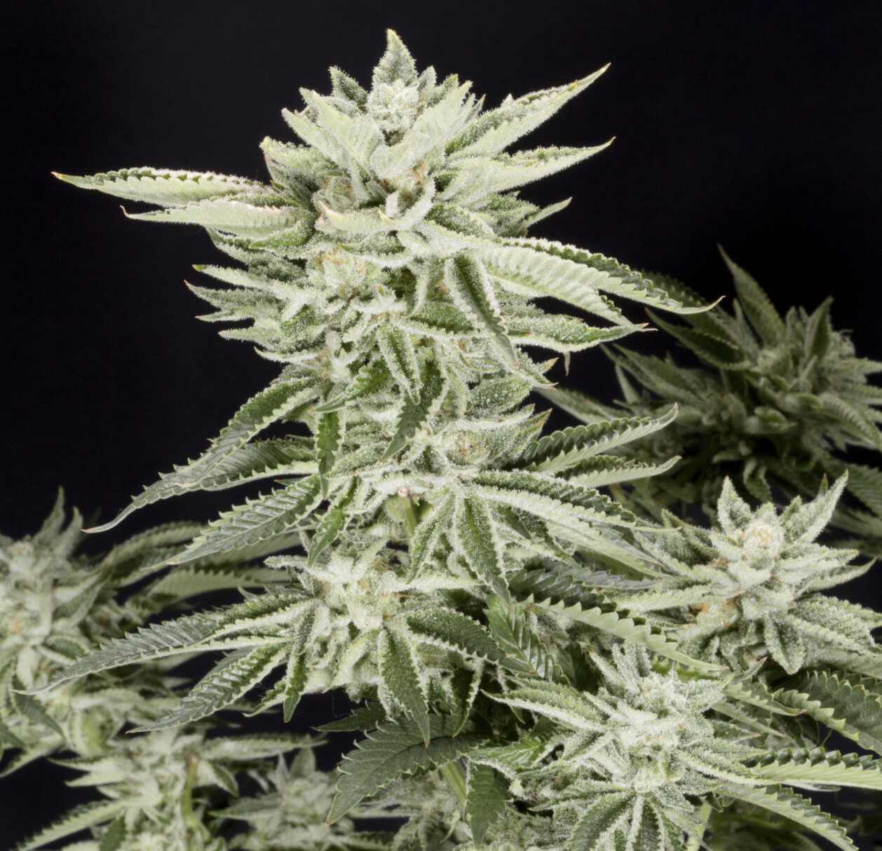 Sherbet (S1) Seeds