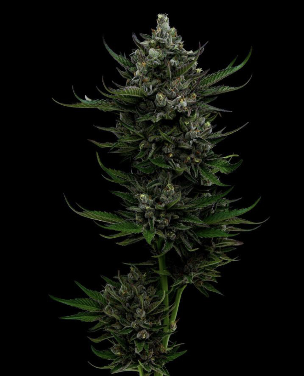 All Gas OG Auto Seeds