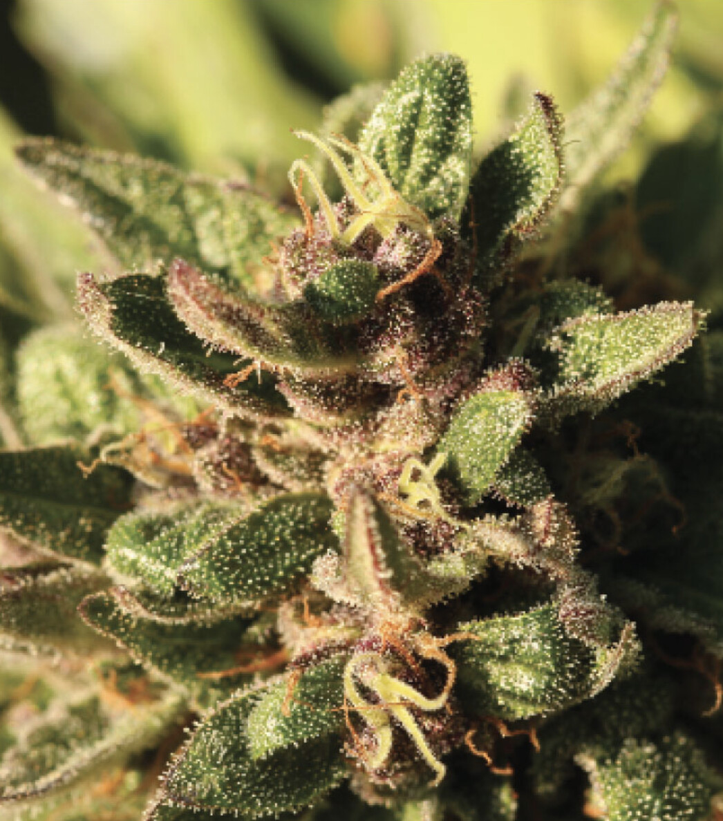 Pineapple Muffin Auto Seeds