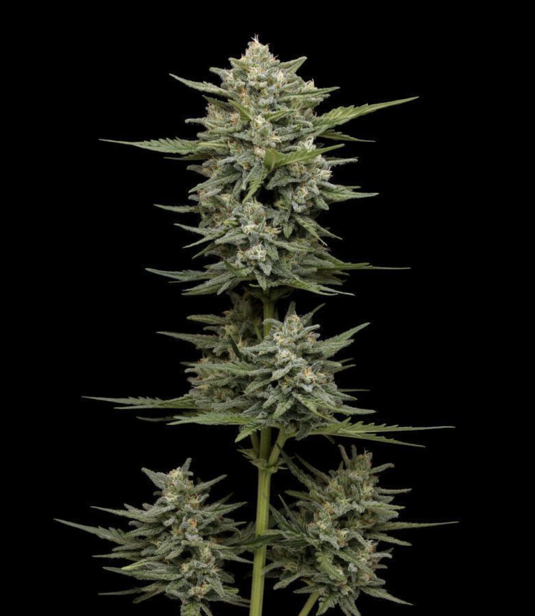 Vanilla Latte Auto Seeds - 5 Seed Pack