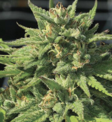 BigFoot Glue Seeds-Humboldt Seed Co-5 Seeds
