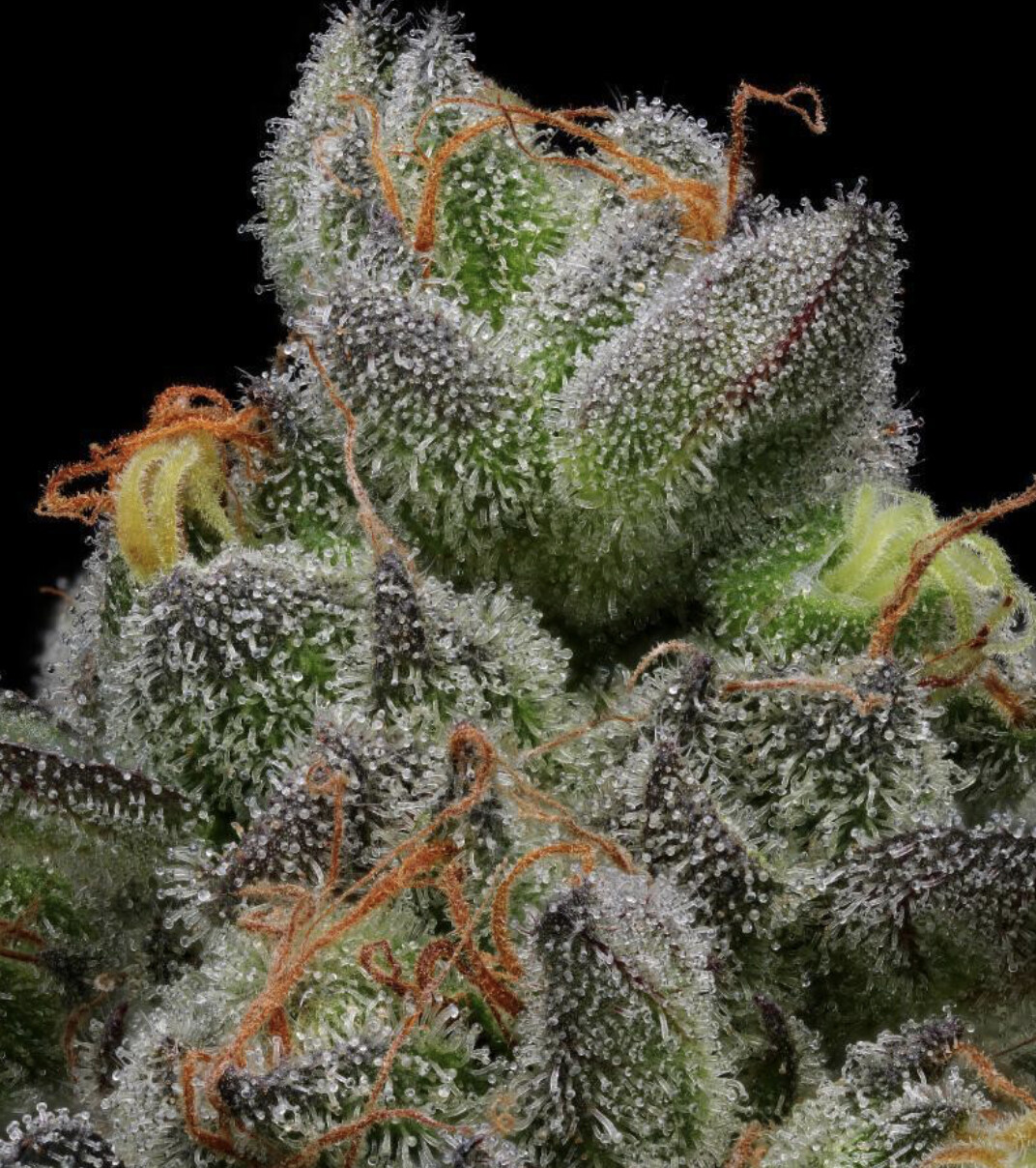 Caramel Cream Feminized Humboldt Seed Co