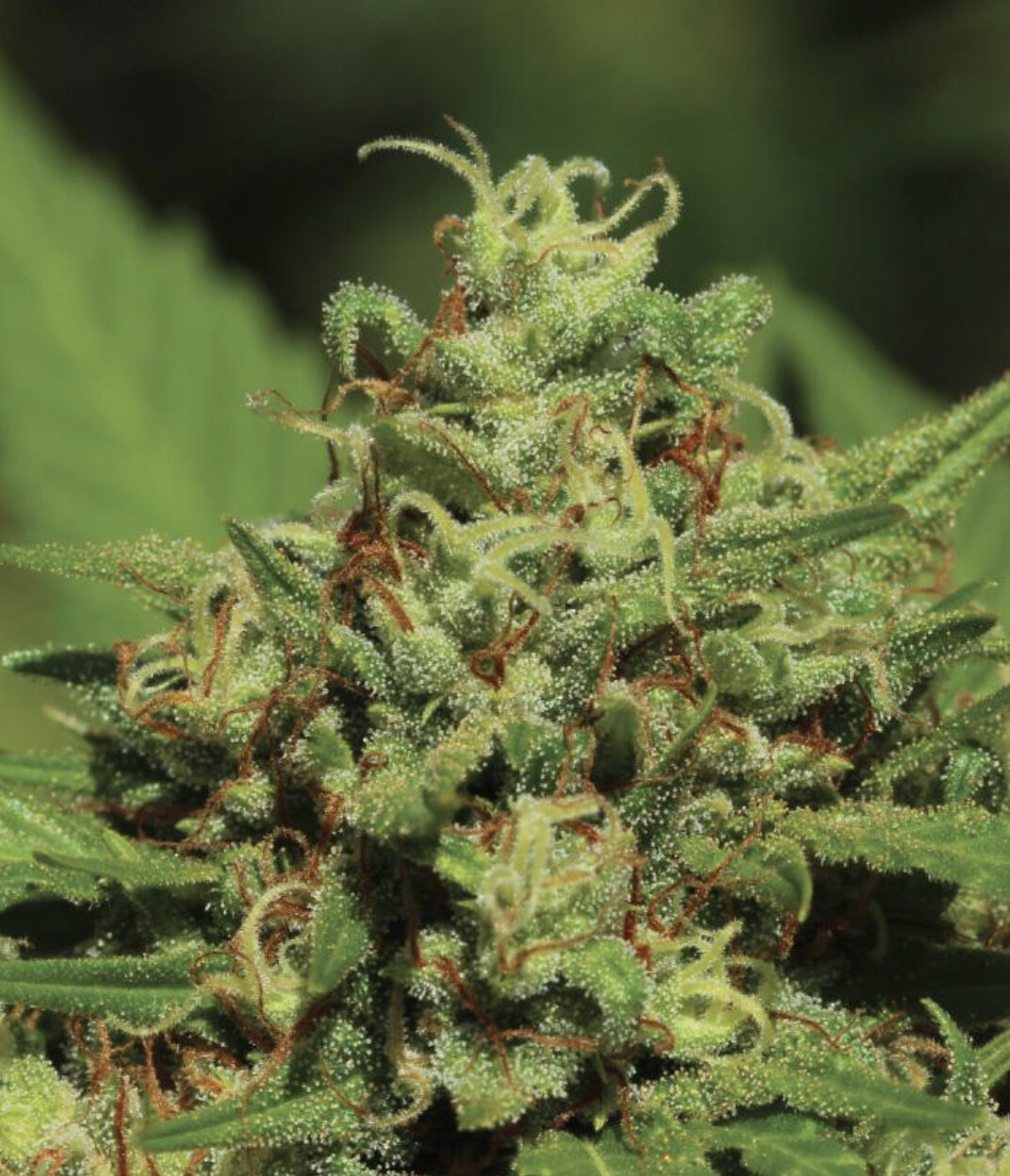 Emerald Fire OG Seeds