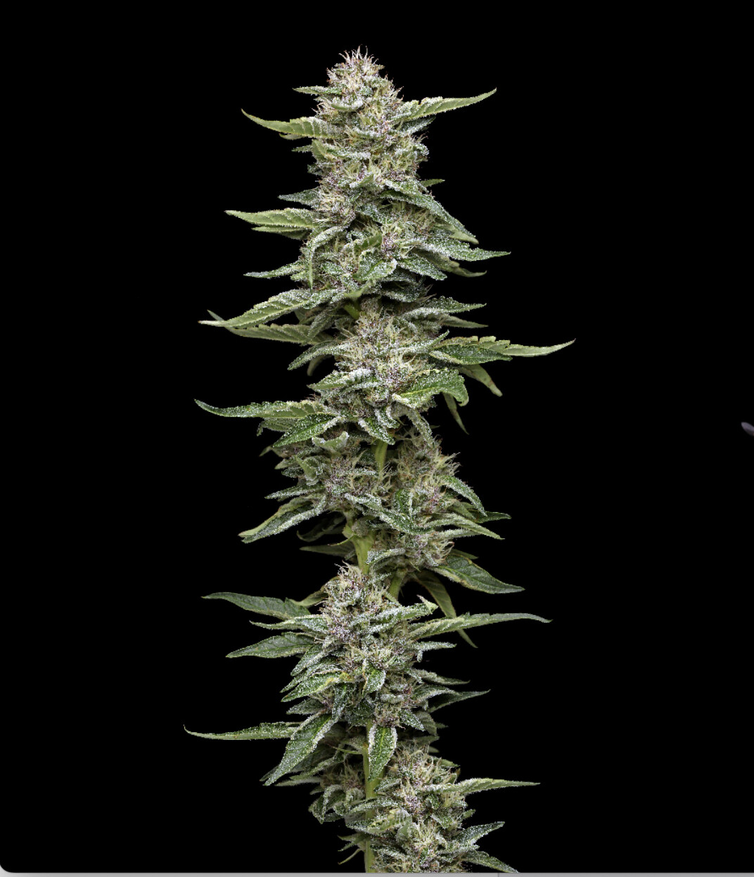 Garlic Budder Seeds-Humboldt Seed Co-5 Seeds