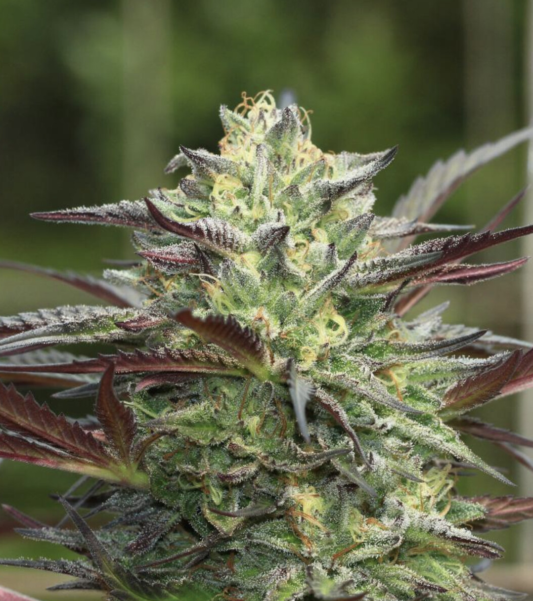 G.S. Cookies Seeds