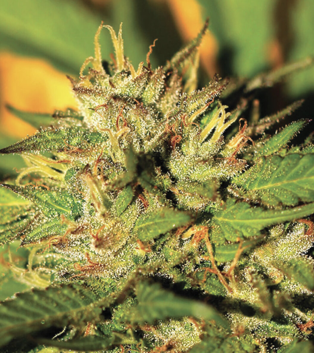 Humboldt Headband Seeds