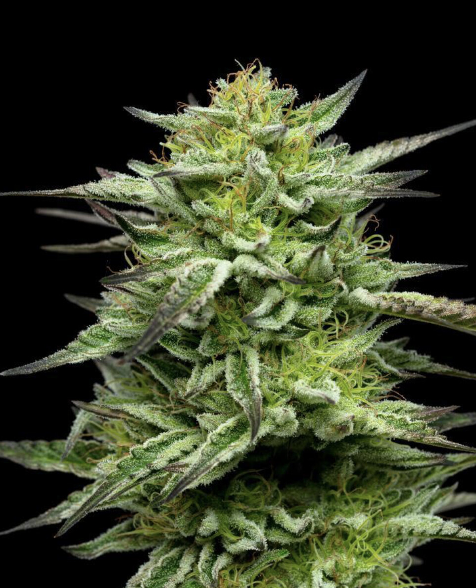 Mountaintop Mint Seeds-Humboldt Seed Co-5 Seeds