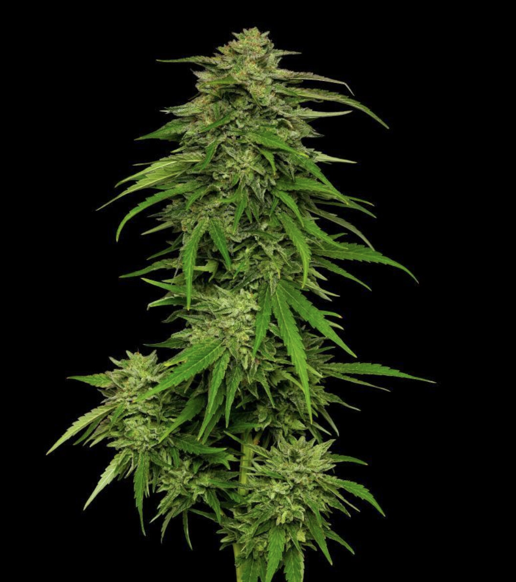 Mango Sherbert Seeds