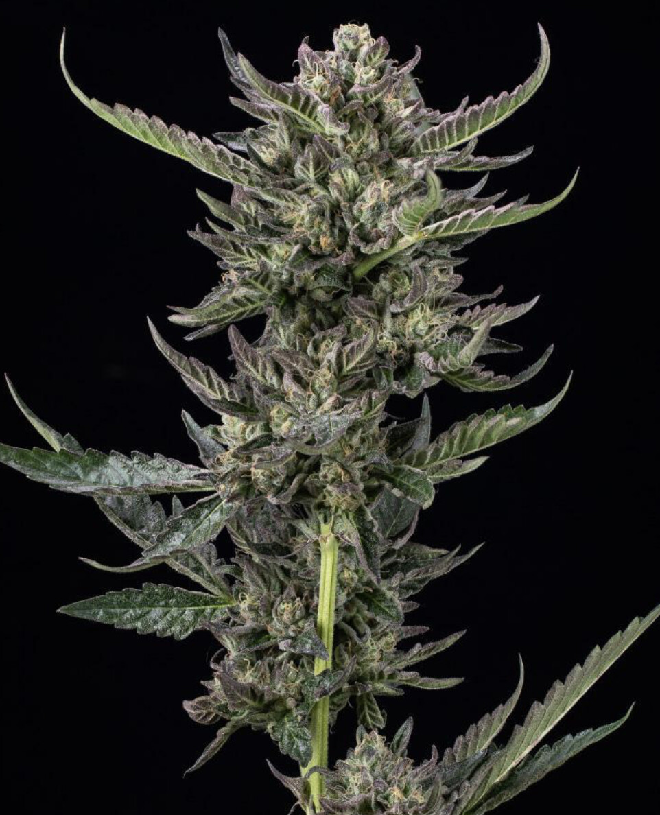 Notorious THC Seeds