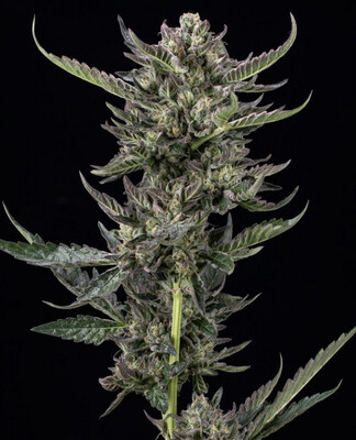Notorious THC Seeds
